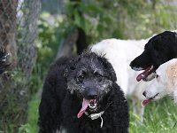 Puppys van Bliss040622-0011